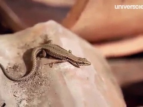 Missions Printemps 3/12 : Lézards des murailles