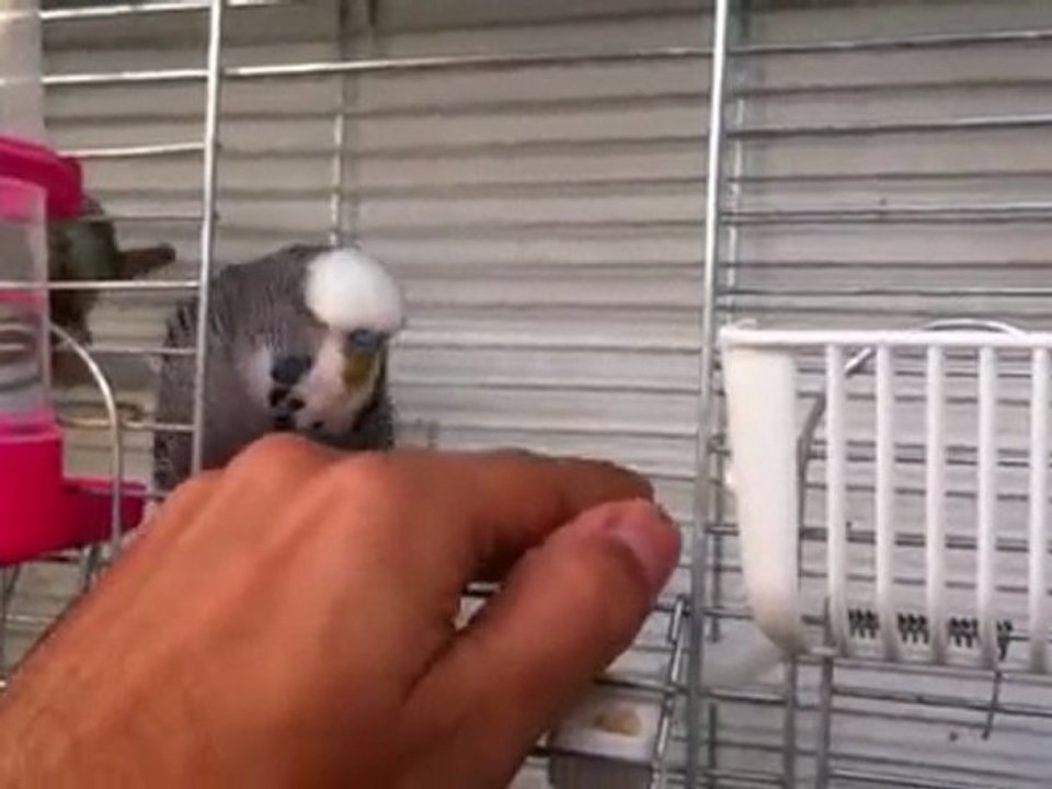 Oyuncu İngiliz :)