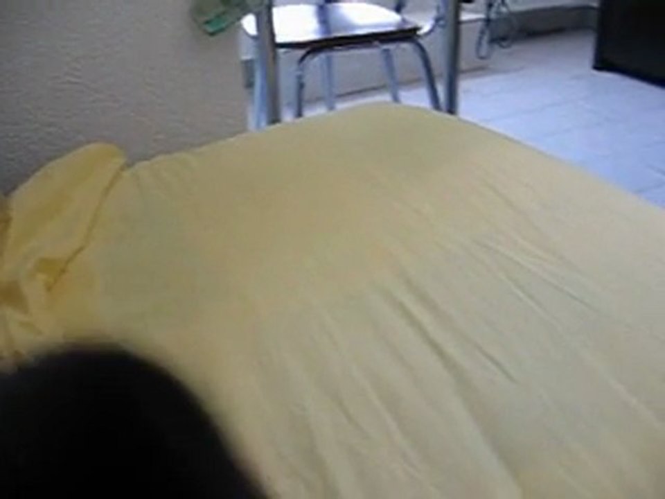 Un chat fou furieux