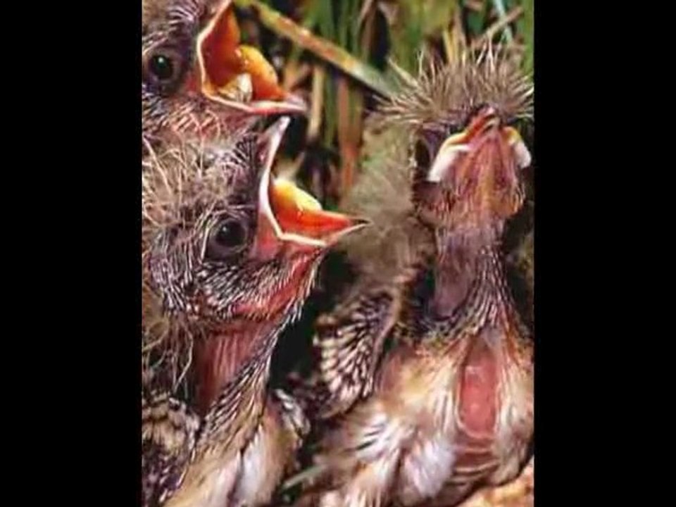 Gilles Dreux Alouette... Par Fernand Vidéo Dailymotion