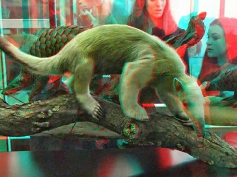 Senkenberg Museum (3D)