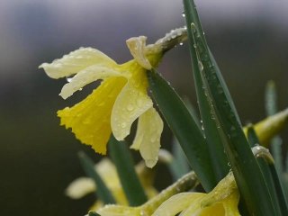 La jonquille, ça vous pousse le printemps !