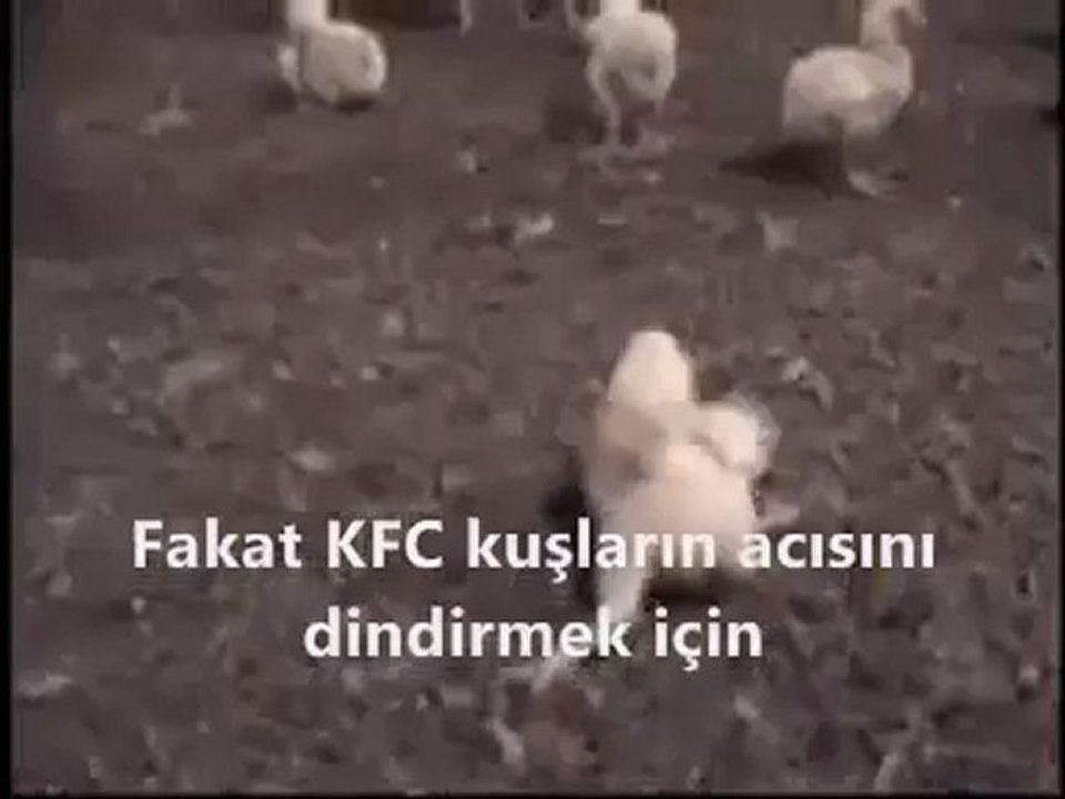 Ünlü KFC'nin Tavuklara Uyguladığı Sadistlik - Siz hala seri üretim tavuk yiyebiliyor musunuz?