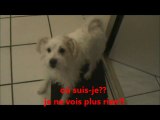 Max, le chien danseur!!