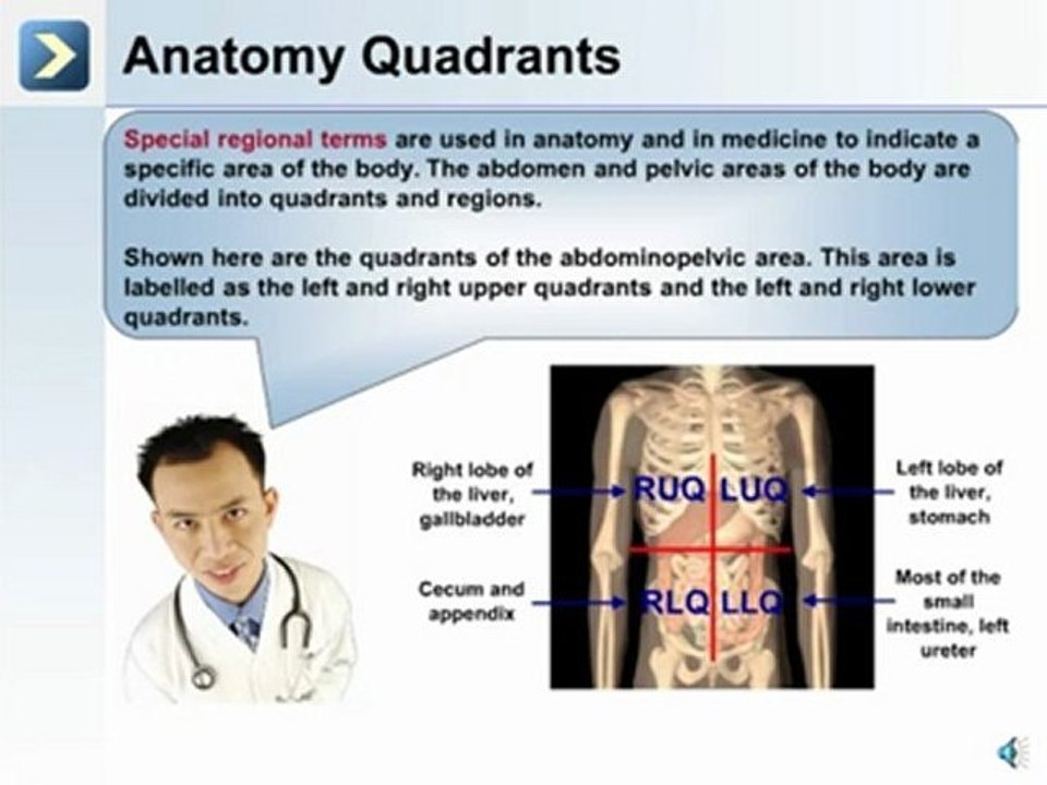 Intro to the Human Body - Anatomical Terms