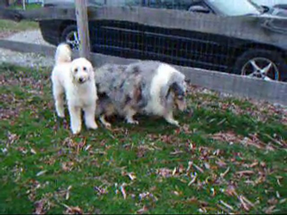 Joint Problem in Back Legs unables  Dog to get up