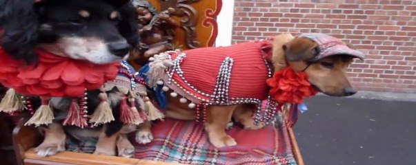 chiens de brocantes