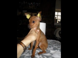 mars 19, 2012 MES RATIERS PRAGOIS  RIKIKIS