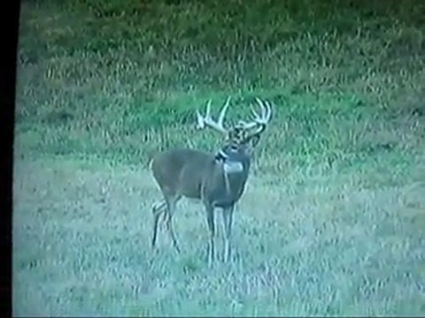 Trophy Whitetail Hunts