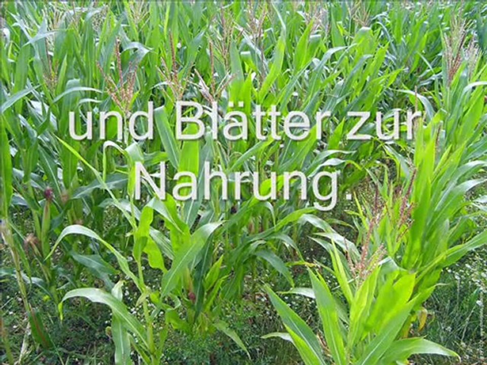 Filmclip Die Erschaffung der Welt.3