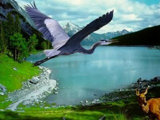 Kuş Kanatları - GERÇEK HABER