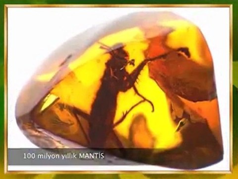 FOSİLLER EVRİMİ YALANLIYOR - 1. BÖLÜM