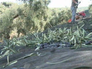 Sour taste for Spain's olive farmers