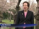 Washington fête le miracle de ses cerisiers japonais centenaires