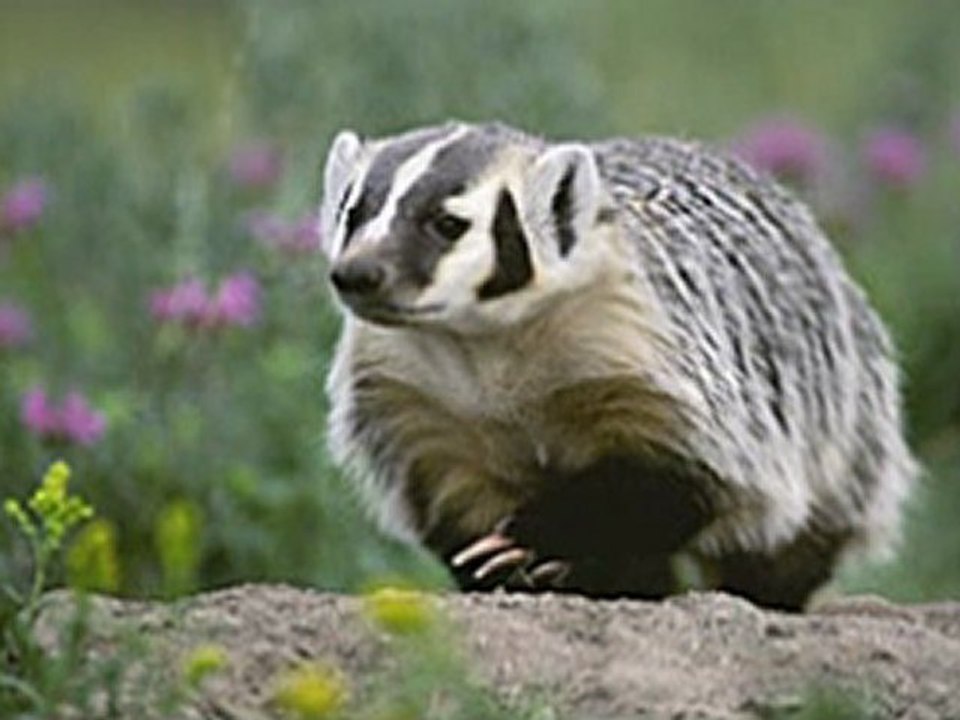 Badger Photographer