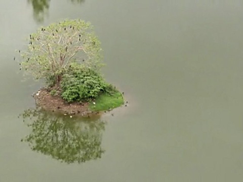 one tree lake