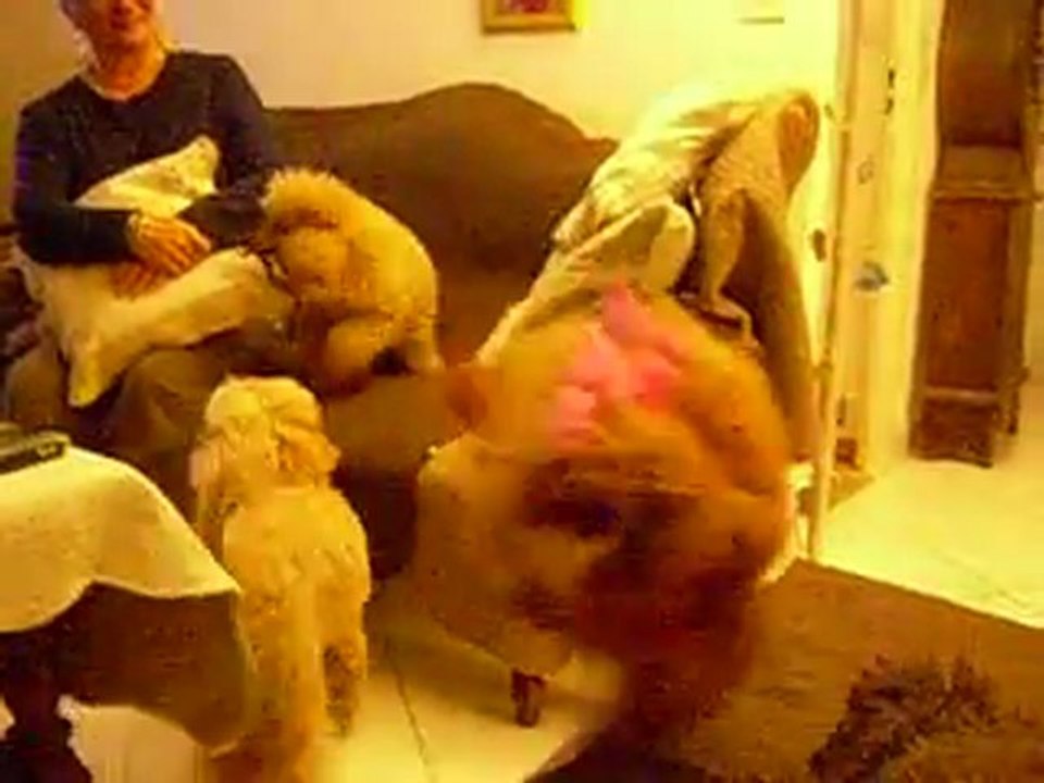 emp  saute  les canapes