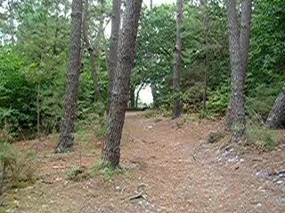 Quad dans les bois
