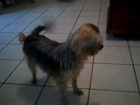 Mon chien préfère une peluche a une chienne en chaleur