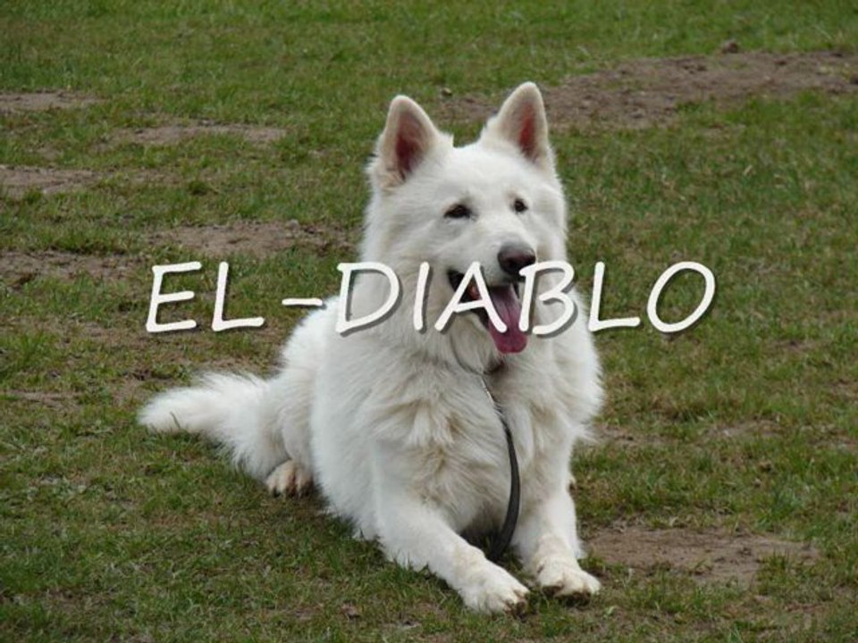 PHOTOS EL-DIABLO