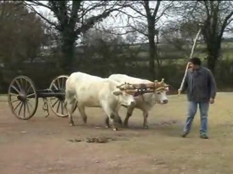 Attelage de vaches charollaises,dressage, travail au timon