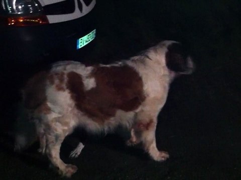 Gally attaque_19mars12