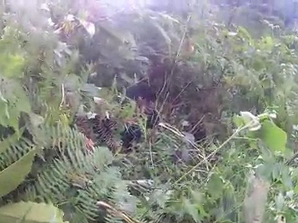 Trecking tracking...