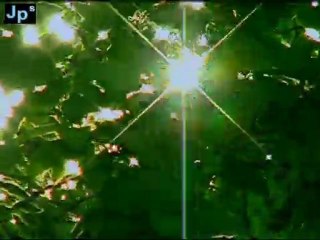 stary tree