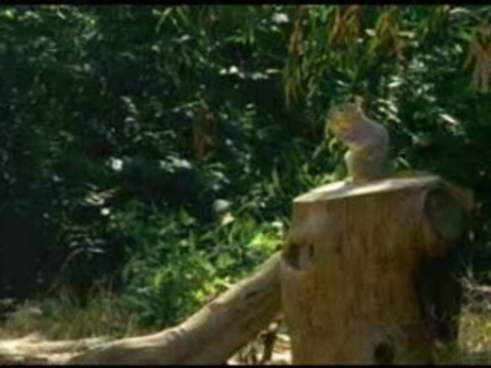 Banned Commercials - Geico(Squirrels)