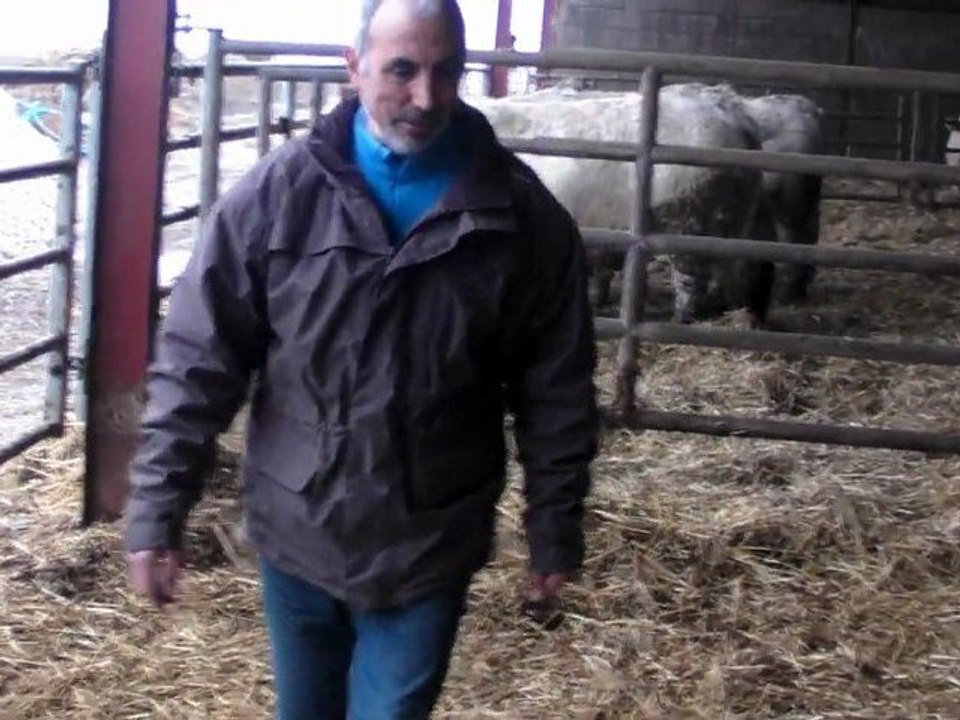 Boeuf de Kobé : l'élevage de Philippe Prévost à Foissiat (01)