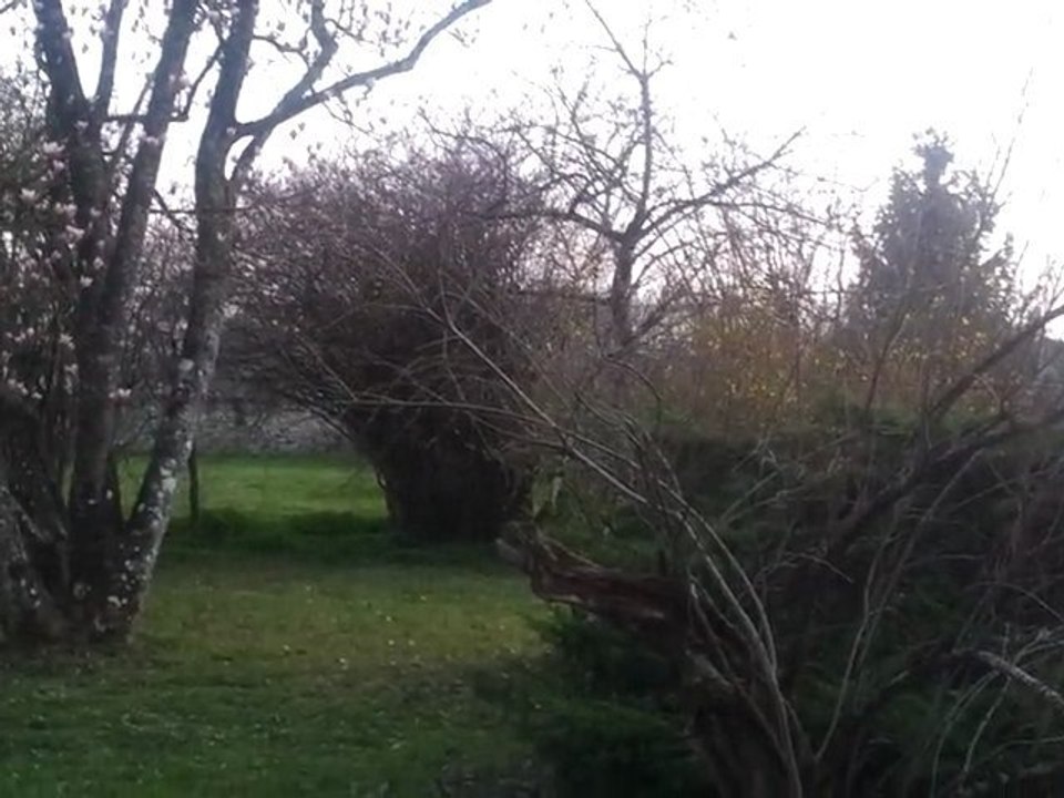 jardin  avec coucher de soleil