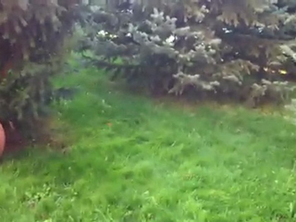 Avcı Kedi