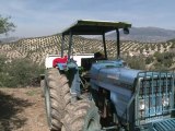 Aceite de oliva: andaluces preocupados