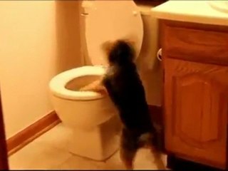 Dog Really Hates Toilet Flush