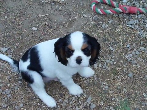 417 Mâle tricolore NN Cacharelle X Callaghan