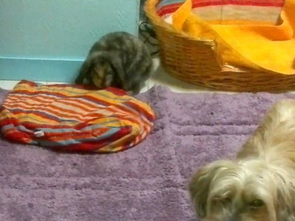 Nenette fais la taré