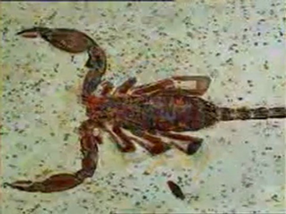 Yaşayan fosiller Trilobit