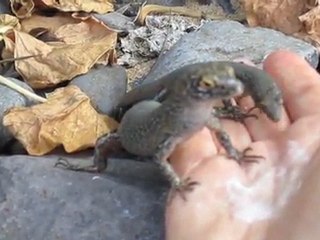 Lézards endémiques de Fernando do Noronha ( Brésil) Trachylepis Atlantica ou Maculata