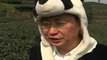 Chinese Man Grows World's Most Expensive Tea from Panda Dung