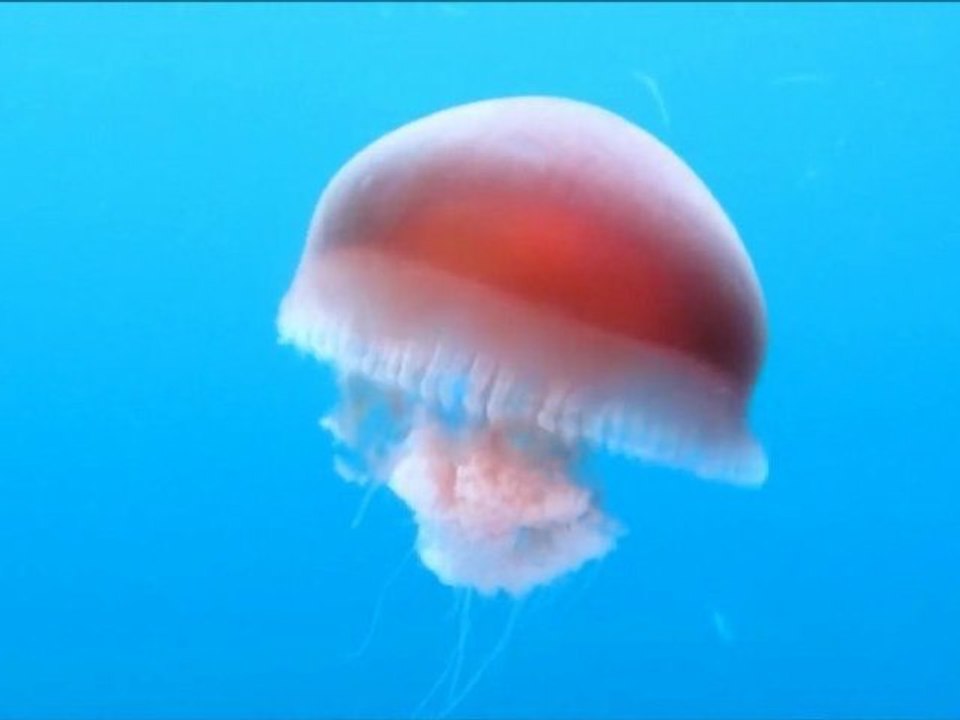 Plongée îles SImilan, fév2012