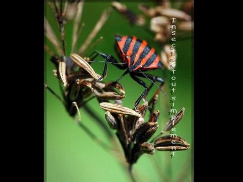 Insectes tout simplement insects simply 昆虫简单 insectos, simplemente