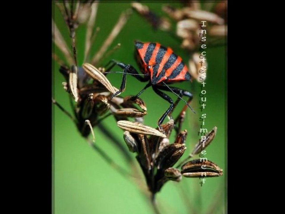 Insectes tout simplement insects simply 昆虫简单 insectos, simplemente