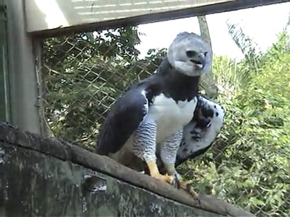 OBSERVATION OFF THE HARPY-EAGLE BARSIL BY HARRY GEURTS