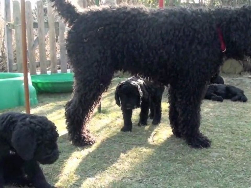 3 Barbet Generationen