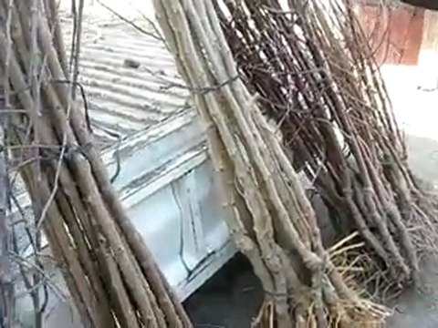 Kağızman'da Orman Haftası Fidan Satışı