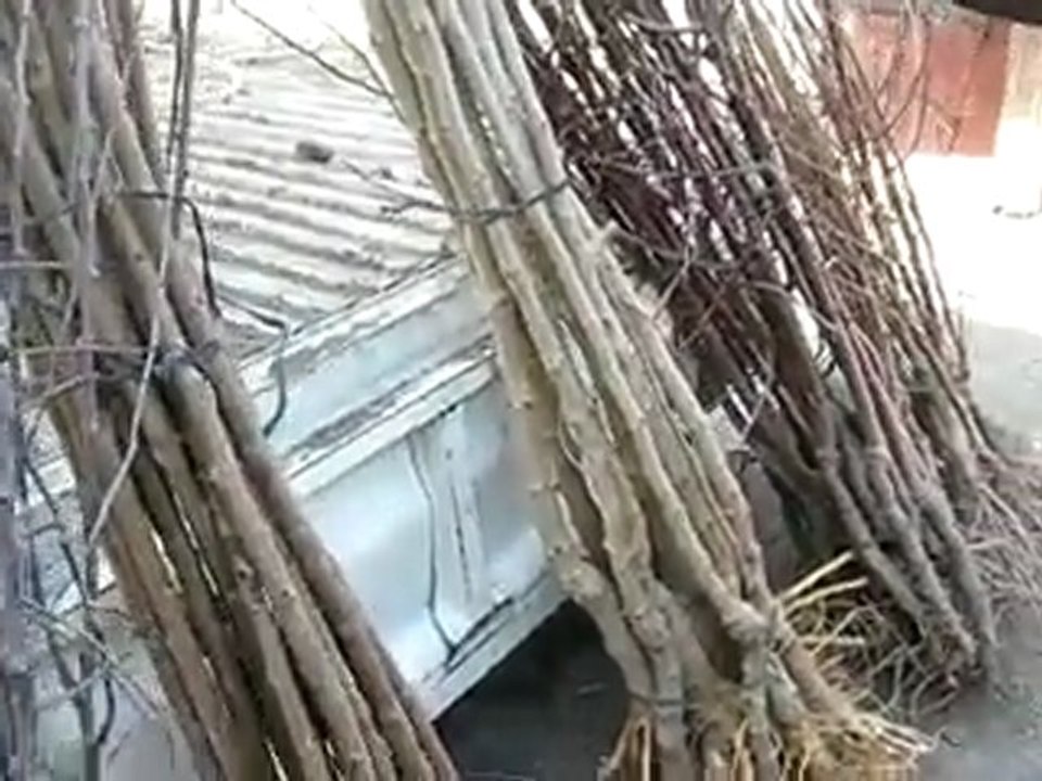 Kağızman'da Orman Haftası Fidan Satışı