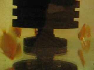 Discuswhite Leopar Yavrularım 45 günlükler