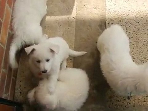 RECREATION DE NOS BEBES BERGERS BLANCS & DES SHETLANDS