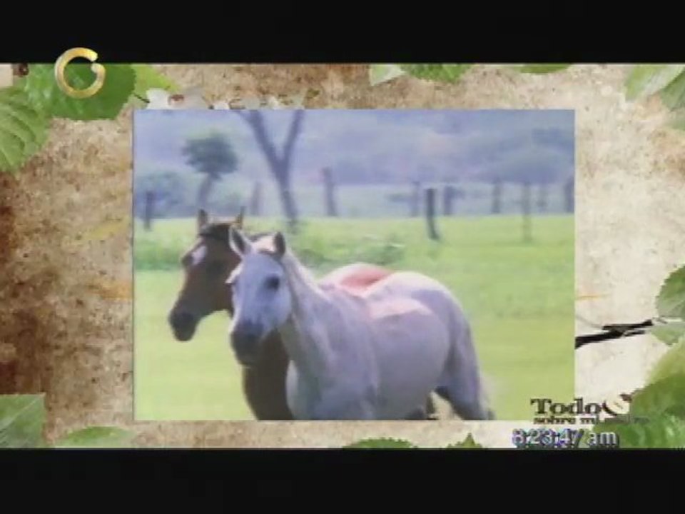 Todo sobre mi padre "Todo este campo es mio"