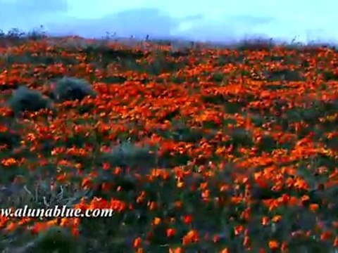 HD Stock Video - Desert Blooms 01 clip 01 - Nature Stock Footage